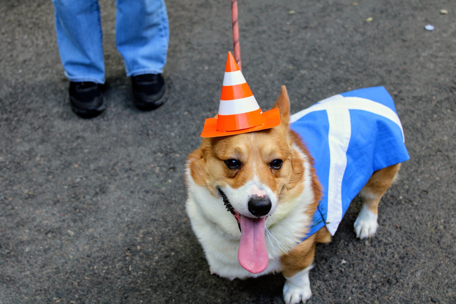 Rocko front-facing in traffic-cone hat and Scottish flag