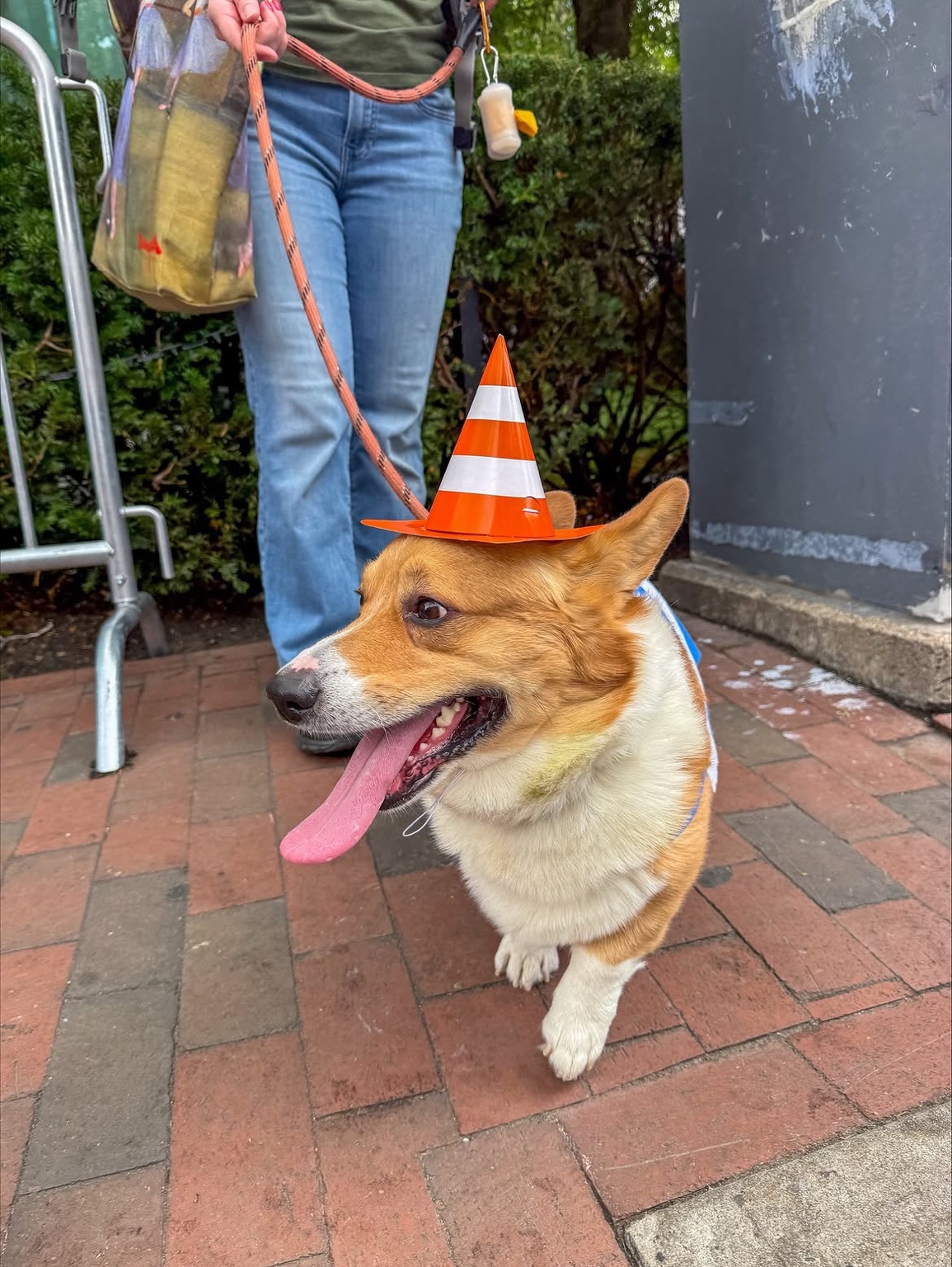 Rocko walking in his traffic-cone hat